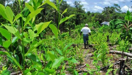 preocupacion por el incremento de cultivos ilicitos en colombia