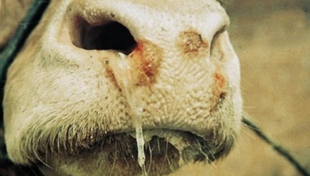 fiebre aftosa