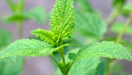 toronjil planta 730x524