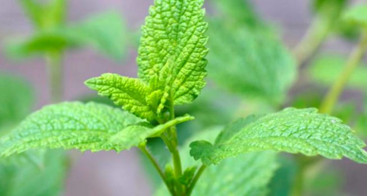 toronjil planta 730x524