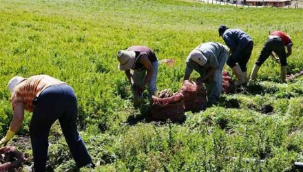 FEDEAGRO 1