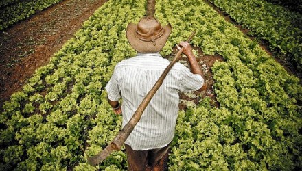 campesino herramienta