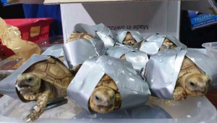 TORTUGAS EQUIPAJE 1040x541