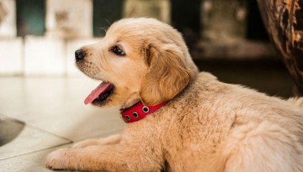 quieran comprar cachorro acudir criaderos
