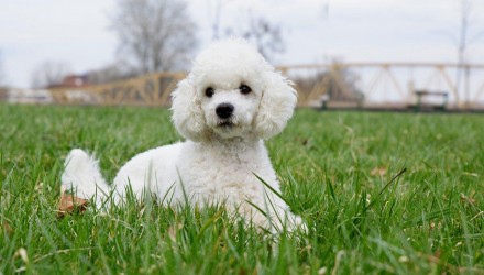 breed poodle 2