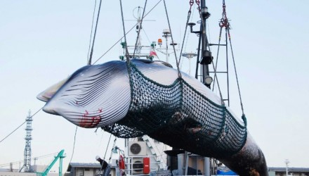 30061 caza ballenas japon