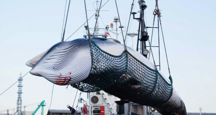 30061 caza ballenas japon