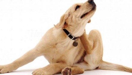 garrapatas perro
