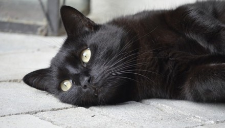 animal portrait 2406533 640