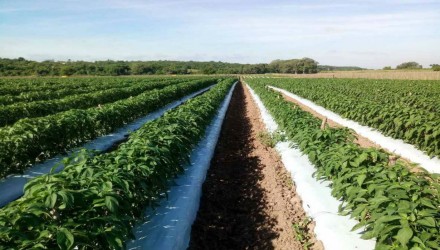 fedeagro reactivar la agricultura precisa de 1500 millones 24879
