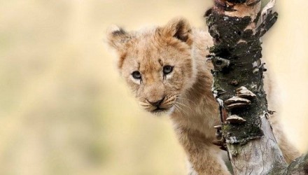 diamundialanimal d5f788d61bc2cd1a920dce5f768268e7 800x400