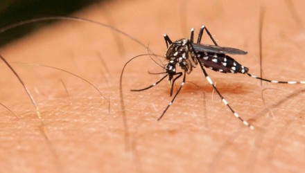 mosquito picando estudio