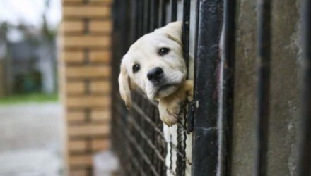 perrito encerrado y abandonado
