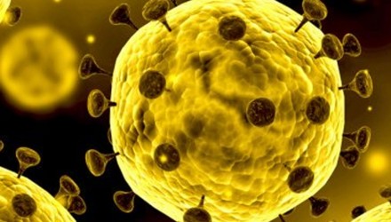 coronavirus