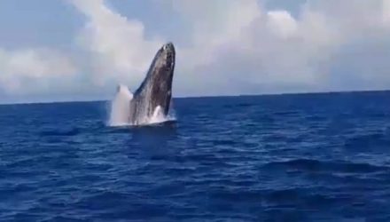 ballenas