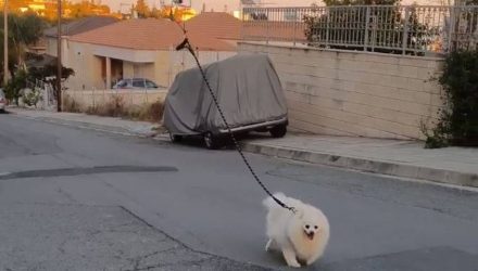 hombre perro
