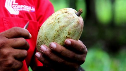 Cacao