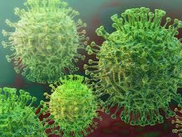 Actual coronavirus es más mortífero que el H1N1 así lo afirmó la OMS (+Videos) 2 coronavirus