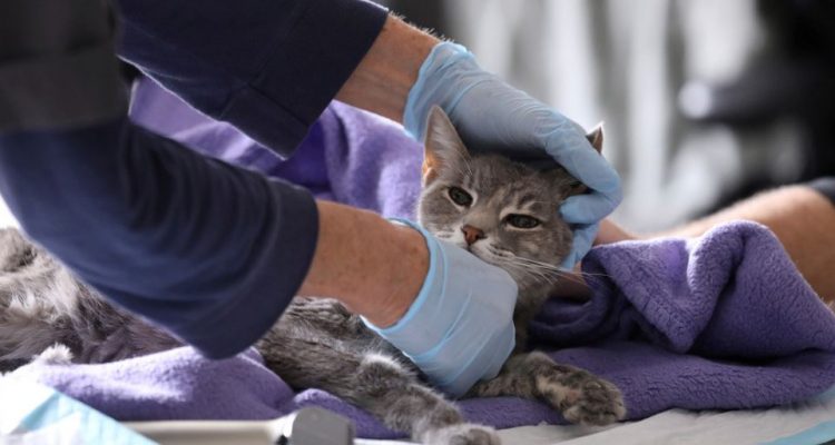 Dos gatos dan positivo por coronavirus en EE.UU. 1 gatos