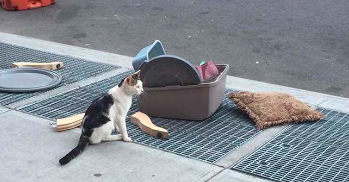 Dos gatos dan positivo por coronavirus en EE.UU. 2 gatos