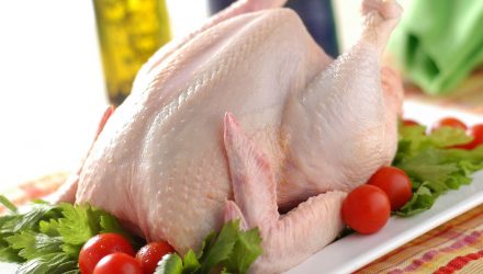 Pollo