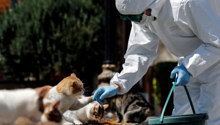 Gatos y perros