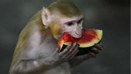 Monos