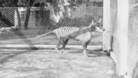 tigre