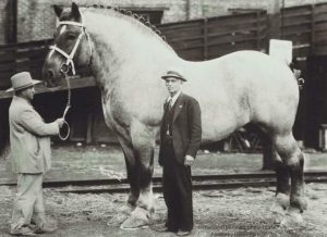 El caballo más grande de la historia