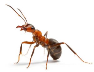 Las hormigas tienen entierro