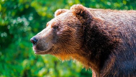 Oso