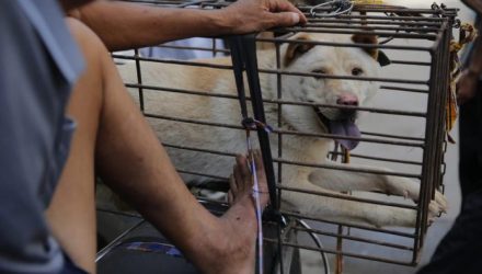 perro China EFE Wu Hong 1 1 696x464 1