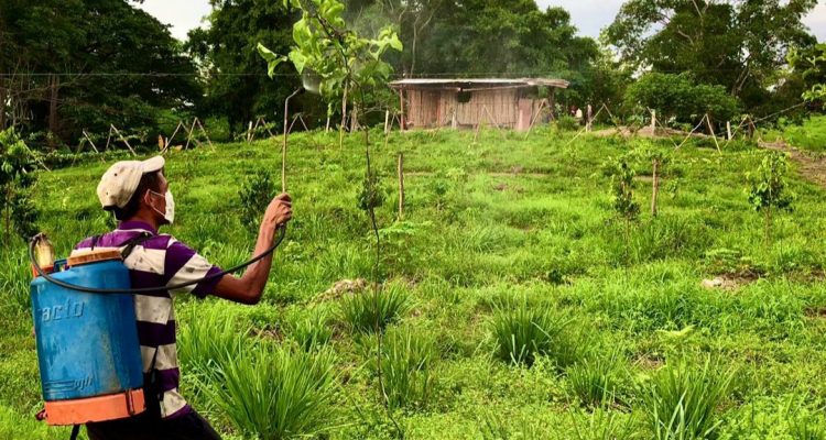 Gobierno del Zulia alista cosecha de frutas y vegetales en 312 hectáreas del Fundo Socialista "Las Lomas" 1 fundo 4 1