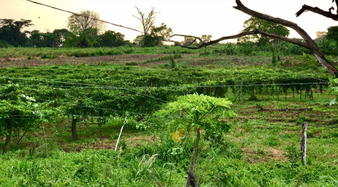 Gobierno del Zulia alista cosecha de frutas y vegetales en 312 hectáreas del Fundo Socialista "Las Lomas" 2 fundo