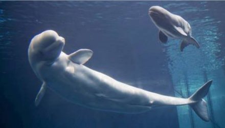ballenas 1