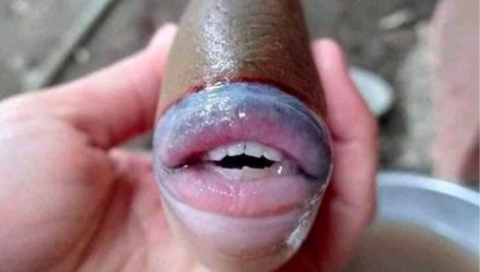 labios 1