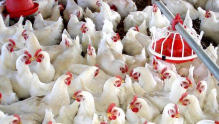 gallinas2