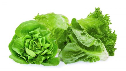 lechuga b