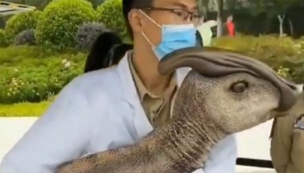 video del dinosaurio clonado