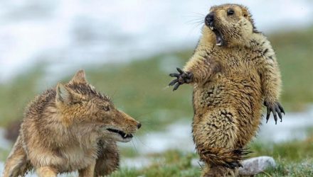 fotografías de naturaleza