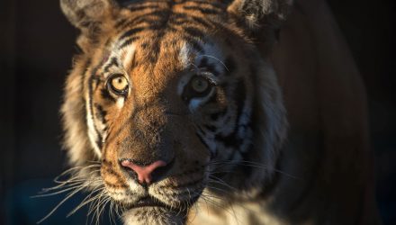 tigre