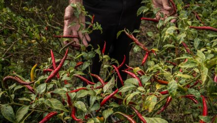Chiles