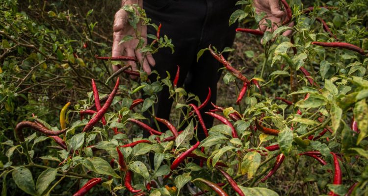 Chiles