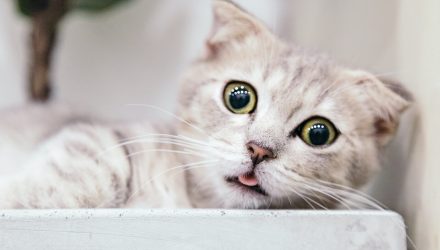 gatos