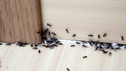 Hormigas