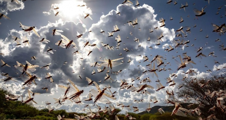 Una nueva ola de la «plaga implacable» de langostas amenaza a países de la península arábiga y África 1 langostas