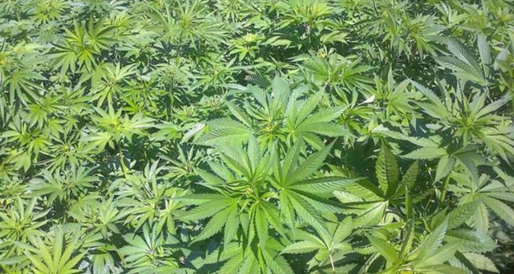 Colombia entra al negocio de ropa hecha de cannabis 1 colombia