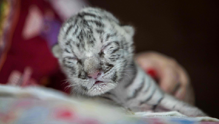 Tigre