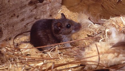 hantavirus