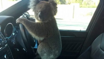 koala